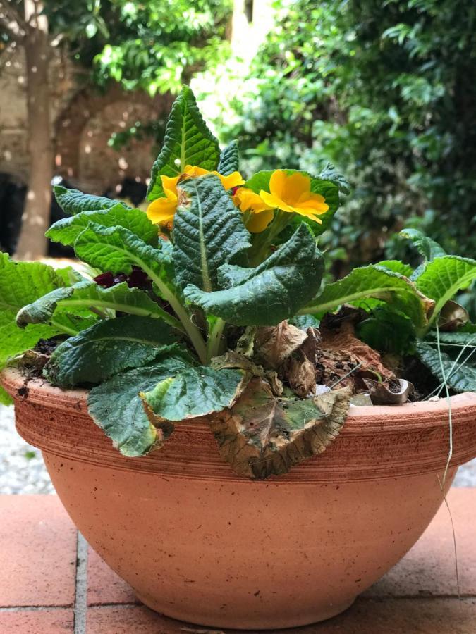 Appartement Hostly - Garden House Near The Tower - Historical House With Private Garden à Pise Extérieur photo